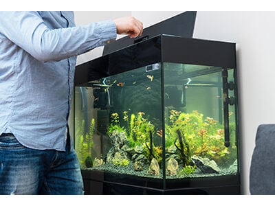 A Focus on Aquarium Maintenance Products